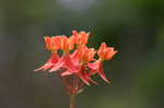 Fewflowered milkweed